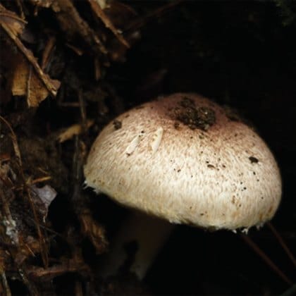 Detox Patch Agaricus mushroom ingredient