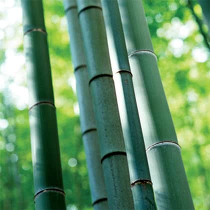 Detox Patch Bamboo vinegar ingredient