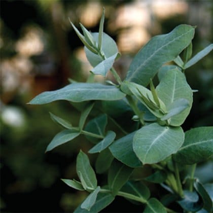 Detox Patch Eucalyptus ingredient