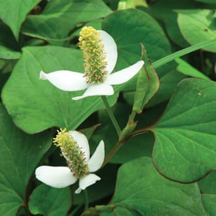 Detox Patch Houttuynia cordata ingredient