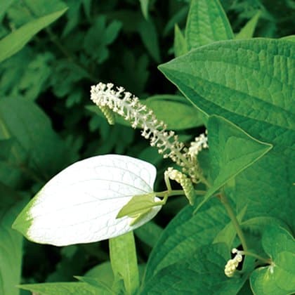 Detox Patch Saururus chinensis ingredient