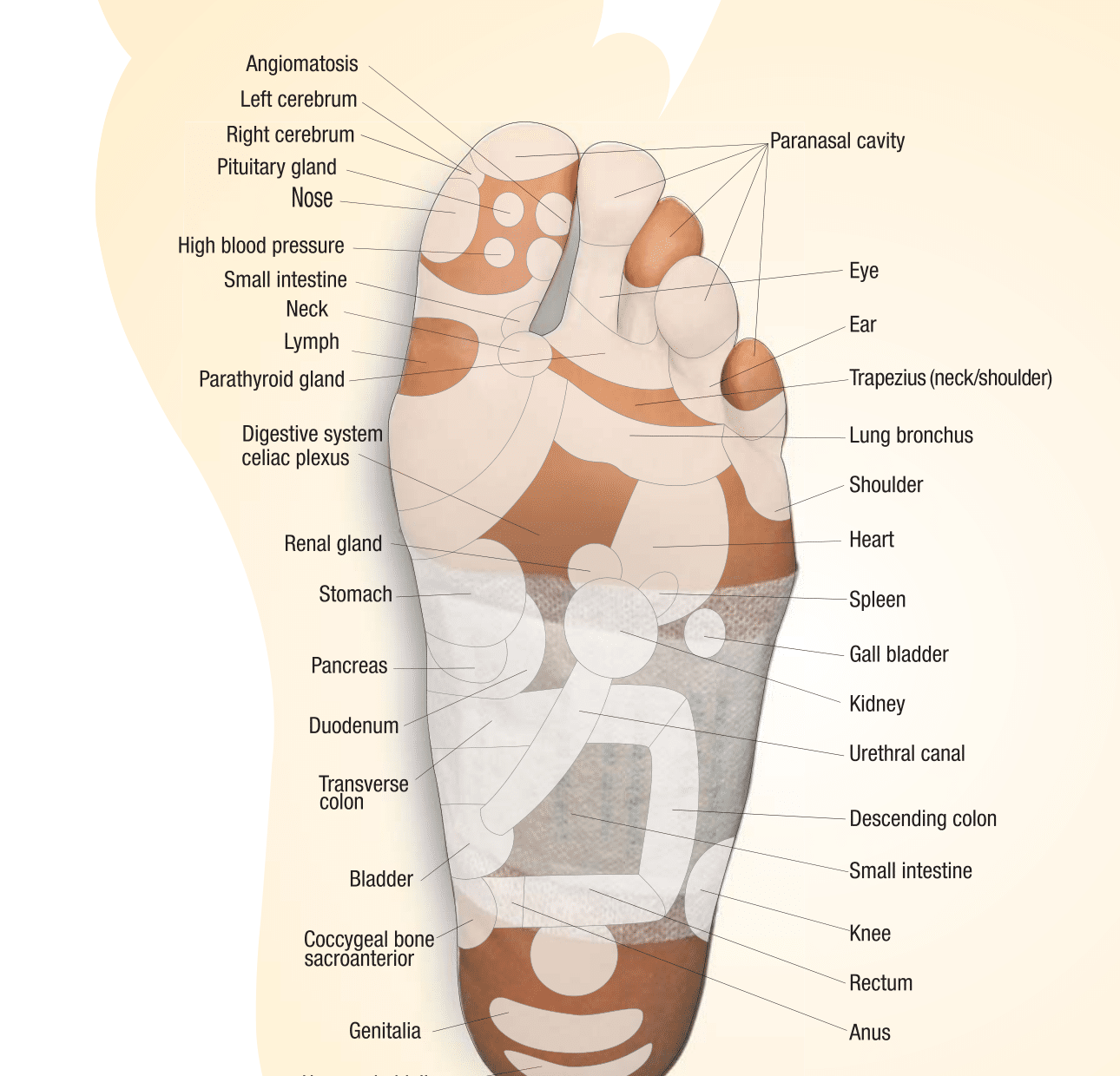 Foot reflexology and acupressure chart showing reflex points on the sole